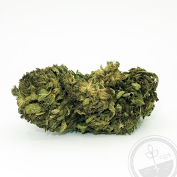 Fleur de CBD Big Haze SeedWell® 100% naturelle