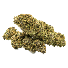 Fleurs CBD Tropical Tangie - Saveurs d'agrumes et mandarine