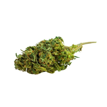 Amnesia Haze CBD – Fleurs de CBD à dominante Sativa, saveurs d’agrumes, détente et relaxation