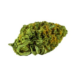 Photo des Fleurs de CBD Orange Bud – Variété Sativa avec Pistils Oranges et Saveurs d’Agrumes