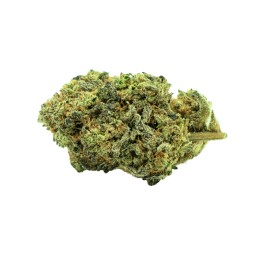 Fleurs White Widow CBD cultivées en intérieur pour relaxation et bien-être