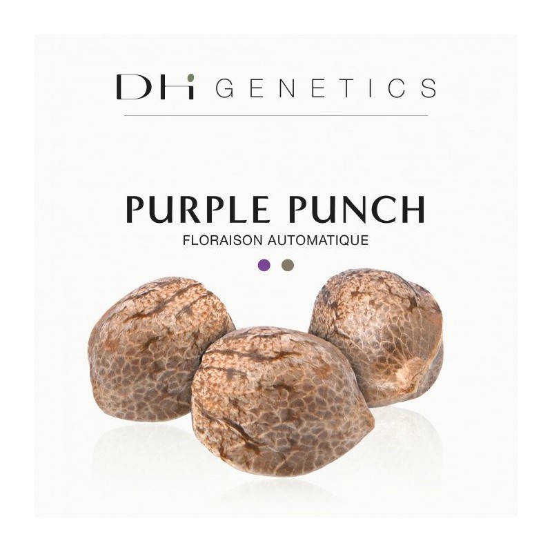 Graines Purple Punch Automatique CBD - Fleurs violettes fruitées riches en Indica