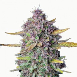 Graines Purple Punch Automatique CBD - Fleurs violettes fruitées riches en Indica