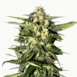 Graines de cannabis CBD Jack Horreur Automatique - Floraison rapide et discrète