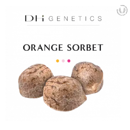 Graines CBD Orange Sorbet - Eletta Campana Féminisées 15% CBD