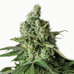 Graines CBD féminisées Moby Dick - variétés hybrides à dominance Sativa, riche en CBD, pour culture abondante.