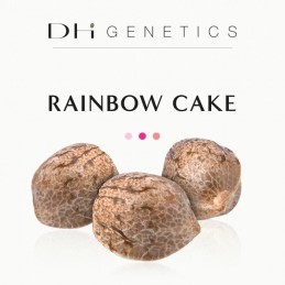 Graines CBD féminisées Rainbow Cake Finola EU - Variété hybride résineuse