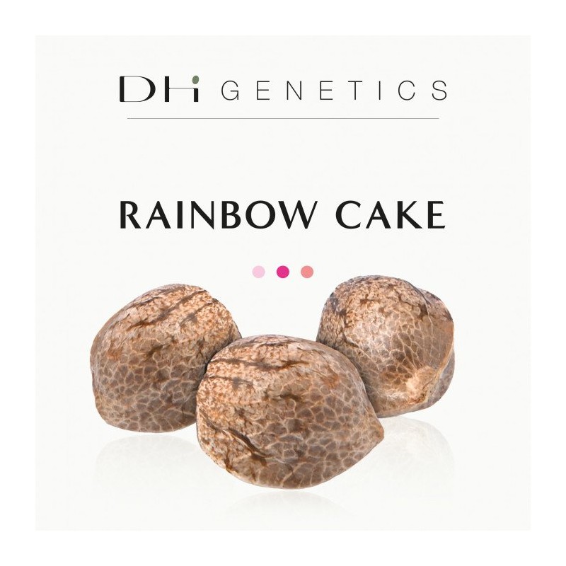 Graines CBD féminisées Rainbow Cake Finola EU - Variété hybride résineuse